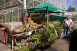 Kakteenmarkt mit grossem Verkaufsangebot